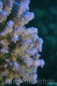 Nahaufnahme einer Blumenkohl Koralle (Pocillopora meandrina), (Ägypten, Rotes Meer) - Cauliflower Coral (Aegypt, Red Sea)
