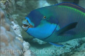 Der Rotmeer Buckelkopf (Scarus gibbus) gehört zu den Papageinenfischen (Ägypten, Rotes Meer) - Sheephead Parrotfish (Aegypt, Red Sea)