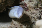 Graue Muräne (Siderea grisea), (Ägypten, Rotes Meer) - Grey Moray Eel / Peppered Moray (Aegypt, Red Sea)