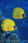 Masken Falterfische (Chaetodon semilarvatus) sind häufig als Paar anzutreffen, (Ägypten, Rotes Meer) - Masked Butterflyfish / Bluecheek Butterflyfish (Aegypt, Red Sea)