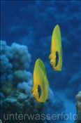 Masken Falterfische (Chaetodon semilarvatus) sind häufig als Paar anzutreffen, (Ägypten, Rotes Meer) - Masked Butterflyfish / Bluecheek Butterflyfish (Aegypt, Red Sea)