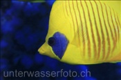 Masken Falterfisch (Chaetodon semilarvatus), (Ägypten, Rotes Meer) - Masked Butterflyfish / Bluecheek Butterflyfish (Aegypt, Red Sea)