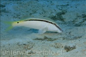 Rotmeer Barbe (Chaetodon semilarvatus) such Nahrung im Sandboden (Ägypten, Rotes Meer) - Red Sea Goatfish (Aegypt, Red Sea)