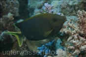 Tüpfel Kaninchenfisch (Siganus stellatus), (Ägypten, Rotes Meer) - Starry Rabbitfish / Brownspotted Spinefoot (Aegypt, Red Sea)