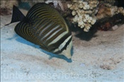 Indischer Segelflossendoktor (Zebrasoma desjardinii), (Ägypten, Rotes Meer) - Sailfin Tang (Aegypt, Red Sea)