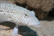 Schwarzfleck Sandbarsch (Parapercis hexophthalma), (Ägypten, Rotes Meer) - Speckled Sandperch (Aegypt, Red Sea)