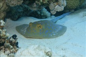 Ein Blaupunktrochen (Taeniura lymma) lieg am Meeresboden, (Ägypten, Rotes Meer) - Bluespotted Ribbontail Ray / Bluespotted Stingray (Aegypt, Red Sea