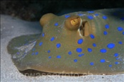 Kopfbereich eines Blaupunktrochen (Taeniura lymma), (Ägypten, Rotes Meer) - Bluespotted Ribbontail Ray / Bluespotted Stingray (Aegypt, Red Sea