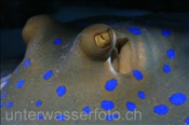 Kopfbereich eines Blaupunktrochen (Taeniura lymma), (Ägypten, Rotes Meer) - Bluespotted Ribbontail Ray / Bluespotted Stingray (Aegypt, Red Sea