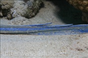Schwanzbereich mit Stacheln eines Blaupunktrochen (Taeniura lymma), (Ägypten, Rotes Meer) - Bluespotted Ribbontail Ray / Bluespotted Stingray (Aegypt, Red Sea