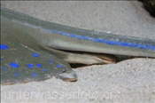 Geschlechtsteile eines männlichen Blaupunktrochens (Taeniura lymma), (Ägypten, Rotes Meer) - Bluespotted Ribbontail Ray / Bluespotted Stingray (Aegypt, Red Sea