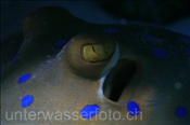 Auge eines Blaupunktrochen (Taeniura lymma), (Ägypten, Rotes Meer) - Bluespotted Ribbontail Ray / Bluespotted Stingray (Aegypt, Red Sea