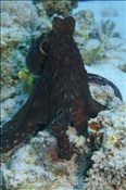 Ein Riffkrake / Roter Krake (Octopus cyanea / Octopus cyaneus) auf Beutefang (Ägypten, Rotes Meer) - Reef Octopus / Day Octopus / Big Red Octopus (Aegypt, Red Sea)