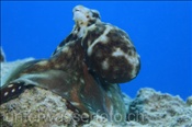 Ein Riffkrake / Roter Krake (Octopus cyanea / Octopus cyaneus) auf Beutefang (Ägypten, Rotes Meer) - Reef Octopus / Day Octopus / Big Red Octopus (Aegypt, Red Sea)
