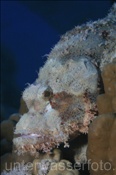 Flacher Drachenkopf (Scorpaenopsis oxycephala), (Ägypten, Rotes Meer) - Flathead Scorpionfish (Aegypt, Red Sea)