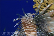 Gewöhnlicher Rotfeuerfischs (Pterois volitans), (Ägypten, Rotes Meer) - Common Lionfish (Aegypt, Red Sea)