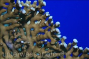 Nahaufnahme einer Netz Feuerkoralle (Millepora dichotoma), (Ägypten, Rotes Meer) - Fire Coral (Aegypt, Red Sea)