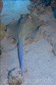 Ein Blaupunktrochen (Taeniura lymma) lieg am Meeresboden, (Ägypten, Rotes Meer) - Bluespotted Ribbontail Ray / Bluespotted Stingray (Aegypt, Red Sea)