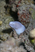 Graue Muräne (Siderea grisea) schaut aus ihrem Versteck heraus, (Ägypten, Rotes Meer) - Grey Moray Eel / Peppered Moray (Aegypt, Red Sea)