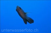 Dreifleck Preussenfisch (Dascyllus trimaculatus), (Ägypten, Rotes Meer) - Three Spot Damsel / Domino Damsel (Aegypt, Red Sea)
