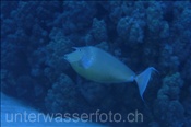Kurznasendoktor (Naso unicornis) schwimmt in der Nähe des Korallenriffs , (Ägypten, Rotes Meer) - Bluespine Unicornfish (Aegypt, Red Sea)