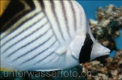 Fähnchen Falterfisch (Chaetodon auriga), (Ägypten, Rotes Meer) - Threadfin Butterflyfish (Aegypt, Red Sea)
