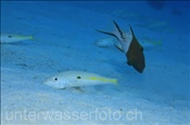 Gelbstreifen Meerbarben (Mulloides flavolineatus) werden von einem Zweifarben Schweinslippfisch (Bodianus anthioides) begleitet  (Ägypten, Rotes Meer) - Yellowstripe Goatfish and Lyretail Hogfish (Aegypt, Red Sea)