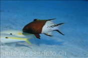 Gelbstreifen Meerbarben (Mulloides flavolineatus) werden von einem Zweifarben Schweinslippfisch (Bodianus anthioides) begleitet  (Ägypten, Rotes Meer) - Yellowstripe Goatfish and Lyretail Hogfish (Aegypt, Red Sea)