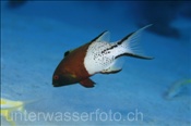 Zweifarben Schweinslippfisch (Bodianus anthioides),  (Ägypten, Rotes Meer) - Lyretail Hogfish (Aegypt, Red Sea)