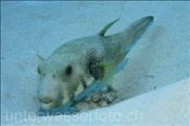 Weissfleck Kugelfisch (Arothron hispidus) über Sandgrund (Ägypten, Rotes Meer) - Whitespotted Puffer (Aegypt, Red Sea)