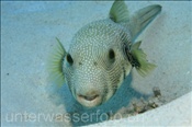 Weissfleck Kugelfisch (Arothron hispidus) über Sandgrund (Ägypten, Rotes Meer) - Whitespotted Puffer (Aegypt, Red Sea)