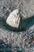 Marmorschlangenaal (Callechelys marmoratus) streckt seinen Kopf aus dem Sand (Ägypten, Rotes Meer) - Marbeld Snake Eel (Aegypt, Red Sea)