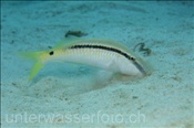 Rotmeer Barbe (Parupeneus forsskali) sucht im Sandboden nach Nahrung (Ägypten, Rotes Meer) - Red Sea Goatfish (Aegypt, Red Sea)