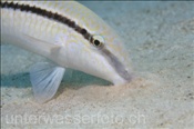 Rotmeer Barbe (Parupeneus forsskali) sucht im Sandboden nach Nahrung (Ägypten, Rotes Meer) - Red Sea Goatfish (Aegypt, Red Sea)