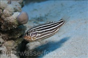 Der Sechsstreifen Seifenbarsch (Grammistes sexlineatus) hat giftigen Schleim auf seiner Haut (Ägypten, Rotes Meer) - Sixstripes Soapfish (Aegypt, Red Sea)