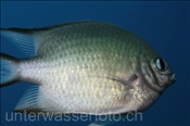 Weissbauch Riffbarsch (Amblyglyphidodon leucogaster) auf Planktonfang im Freiwasser (Ägypten, Rotes Meer) - Whitebelly Damsel (Aegypt, Red Sea)