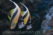 Rotmeer Wimpelfische (Heniochus intermedius) leben auch paarweise zusammen (Ägypten, Rotes Meer) - Red Sea Bannerfish (Aegypt, Red Sea)