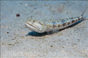 Der Riff Eidechsenfisch (Synodus variegatus) ist ein schneller Lauerjäger (Ägypten, Rotes Meer) - Variegated Lizardfish (Aegypt, Red Sea)