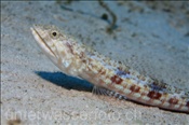 Der Riff Eidechsenfisch (Synodus variegatus) ist ein schneller Lauerjäger (Ägypten, Rotes Meer) - Variegated Lizardfish (Aegypt, Red Sea)
