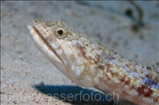 Kopfbereich eines Riff Eidechsenfisches (Synodus variegatus), (Ägypten, Rotes Meer) - Variegated Lizardfish (Aegypt, Red Sea)