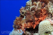 Flacher Drachenkopf (Scorpaenopsis oxycephala) lauert im Riff auf Beute (Ägypten, Rotes Meer) - Flathead Scorpionfish (Aegypt, Red Sea)