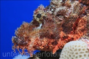 Flacher Drachenkopf (Scorpaenopsis oxycephala) lauert im Riff auf Beute (Ägypten, Rotes Meer) - Flathead Scorpionfish (Aegypt, Red Sea)
