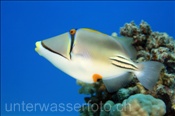 Picasso Drückerfisch (Rhinecanthus assasi) schwimmt durchs Riff (Ägypten, Rotes Meer) - Picasso Triggerfish (Aegypt, Red Sea)