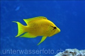 Weiblicher Stülpmaul Lippfisch (Epibulus insidiator), (Ägypten, Rotes Meer) - Sling-Jaw Wrasse (Aegypt, Red Sea)