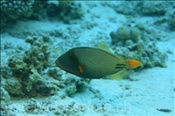 Gelbschwanz Drückerfisch (Balistapus undulatus) schwimmt durchs Riff (Ägypten, Rotes Meer) - Orange-Striped Triggerfish (Aegypt, Red Sea)