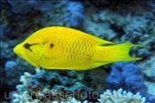 Weiblicher Stülpmaul Lippfisch (Epibulus insidiator), (Ägypten, Rotes Meer) - Sling-Jaw Wrasse (Aegypt, Red Sea)