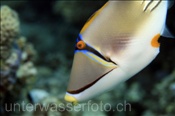 Der Picasso Drückerfisch (Rhinecanthus assasi) hat ein unverwechselbares Farbmuster (Ägypten, Rotes Meer) - Picasso Triggerfish (Aegypt, Red Sea)