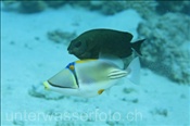 Picasso Drückerfisch (Rhinecanthus assasi) wird von einem Braunen Kaninchenfisch (Siganus luridus) begleitet (Ägypten, Rotes Meer) - Picasso Triggerfish and Dusky Spinefoot (Aegypt, Red Sea)