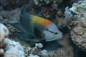 Männlicher Stülpmaul Lippfisch (Epibulus insidiator) sucht im Riff nach Nahrung (Ägypten, Rotes Meer) - Sling-Jaw Wrasse (Aegypt, Red Sea)