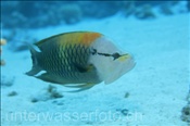 Männlicher Stülpmaul Lippfisch (Epibulus insidiator), (Ägypten, Rotes Meer) - Sling-Jaw Wrasse (Aegypt, Red Sea)